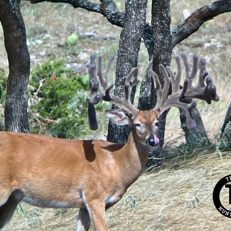 Guided whitetail hunt with the Texas Hunt Lodge team